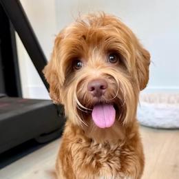 Birdy - Australian Labradoodle