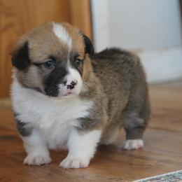 Johnny - Red male Pembroke Welsh Corgi puppy in Fair Grove, Missouri from Cross D Ranch Corgis