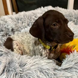 Boy 5 - Liver roan male German Shorthaired Pointer puppy in Troy, North Carolina from Uwharrie GSP