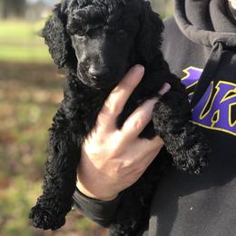 Poodle Puppies from Oakridge Standard Poodle