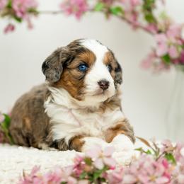 Lottie - Blue merle female Aussiedoodle puppy in Cortez, Colorado from Sassy Pants Pups