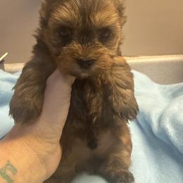 Axel - Tan male Morkie puppy in Florence, Kentucky from 4paws4ever by Design