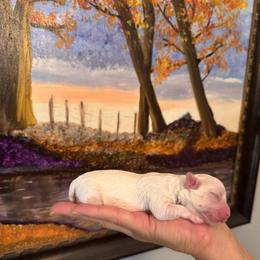 Maltese Puppies from Vegas Maltese