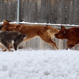 Golden Retriever and Miniature Australian Shepherd All Grown Up from Raised Right Pups