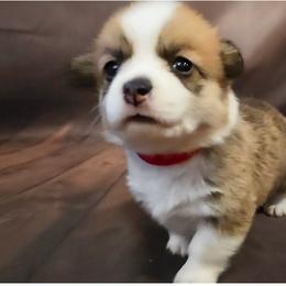 Red Collar - Sable male Pembroke Welsh Corgi puppy in Grass Valley, California from Triple M Ranch Corgi's