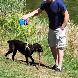 Labrador Retriever Puppies from Rick's Retrievers
