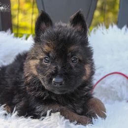 German Shepherd Puppies from 501 Shepherds