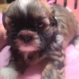 Girl 3 - Tricolor female Shih Tzu puppy in Belleville, Michigan from Patricia's Heavenly Earth Angels