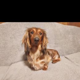 Jane - Piebald female Dachshund puppy in Edwards, Missouri from Weiner Warriors