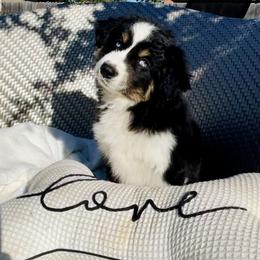 Miniature Australian Shepherd Puppies from DLT MiniAussie