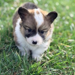 Blue collar - Sable male Pembroke Welsh Corgi puppy in Monterey, Tennessee from Co-Pilot Corgis