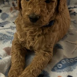 Goldendoodle Puppies from Adorable Lovable Mini Doodles