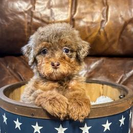 Cocoa Pebbles - Chocolate merle female Bernedoodle puppy in Rose Hill, North Carolina from Red Door Canines