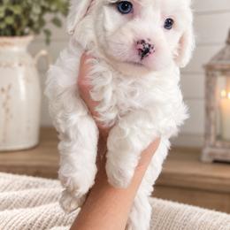 Sugar - Cream female Aussiedoodle puppy in Byron, Georgia from Southern Olive Doodles 🫒
