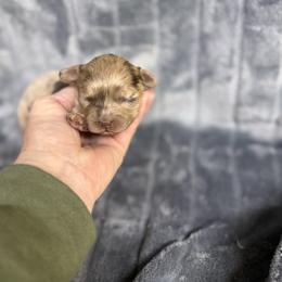Todd-Cavapoo - Chocolate male Cavalier King Charles Spaniel puppy in Atoka, Oklahoma from Boggy Depot Cavaliers & Friends
