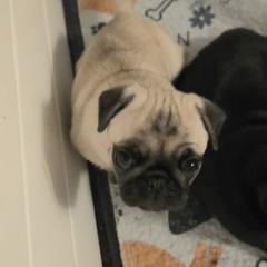 Phoebe - Fawn female Pug puppy in Boiling Springs, South Carolina from Monsterpugs