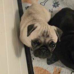 Phoebe - Fawn female Pug puppy in Boiling Springs, South Carolina from Monsterpugs