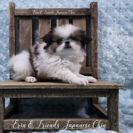Joe (Larry) - Sable and white male Japanese Chin puppy in Johnson City, Tennessee from Erin & Friends Japanese Chin