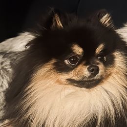 French Bulldogs and Pomeranians from Sugarbomb