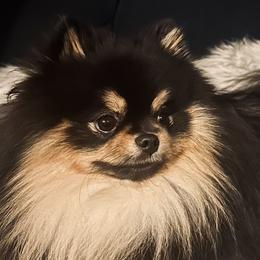French Bulldogs and Pomeranians from Sugarbomb