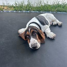 Sausage - Basset Hound