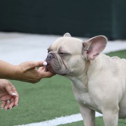 French Bulldogs from Moraima's Frenchies