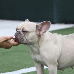 French Bulldogs from Moraima's Frenchies