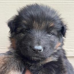 Willow - Black and red female German Shepherd puppy in Graham, Washington from Wildeflecken Shepherds