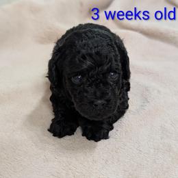 Raven - Black female Poodle puppy in Panama City Beach, Florida from Little Puppy Love