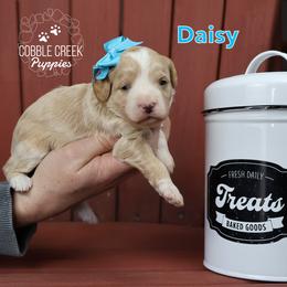 Daisy - Yellow and white female Bernedoodle puppy in Heyworth, Illinois from Cobble Creek Puppies