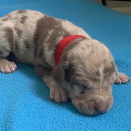Red collar male - Red merle male Catahoula Leopard Dog puppy in Gadsden, Alabama from Rich Cat’s