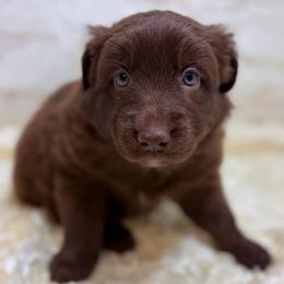 Promise - Yellow Collar - Red tri-color female Australian Shepherd puppy in San Marcos, California from Faith Family Freedom Farm