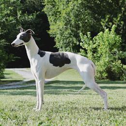 Sky - Whippet