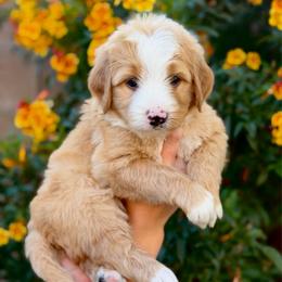 Bisbee - Red male Bernedoodle puppy in Gilbert, Arizona from 5280 Bernedoodles