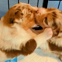 Australian Shepherd Puppies from Ocean Cliff Aussies