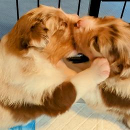 Australian Shepherd Puppies from Ocean Cliff Aussies