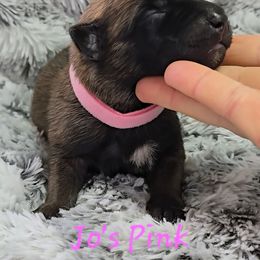 Jo's Pink - Mahogany female Belgian Malinois puppy in Berry, Alabama from North River k9