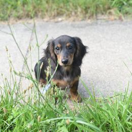 Dachshund Puppies from Lil Weens