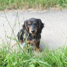 Dachshund Puppies from Lil Weens