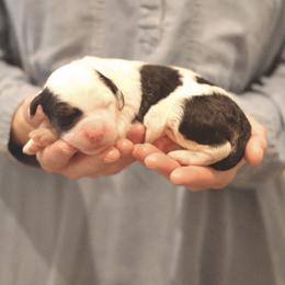 Cloud - Black and white female Sheepadoodle puppy in Cleveland, Tennessee from Narrow Path Old English & Sheepadoodles