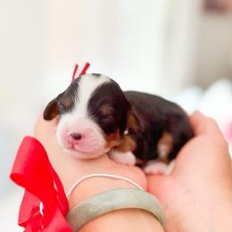 Princess Daisy-Super Mario - Tri-color female Bernedoodle puppy in Ontario, California from Teddy Doodles & Standard Poodles