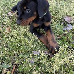 Clover - Green Collar - Black and rust male Doberman Pinscher puppy in Powder Springs, Georgia from Elite Dobermans of Atlanta