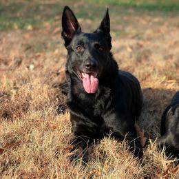German Shepherds from Backwoods Kennels