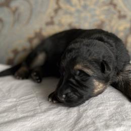 Grey collar boy - Black and red male German Shepherd puppy in Coleta, Illinois from Four Leaf Farm- Vom Vierblättriges Bauernhof