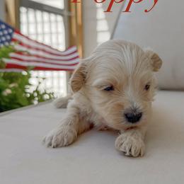 Pops - Apricot male Maltipoo puppy in Wendell, North Carolina from Teddys Teddy Bears