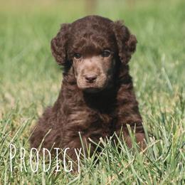Tart - Brown female Poodle puppy in Pella, Iowa from Prodigy Farms Therapy Dogs