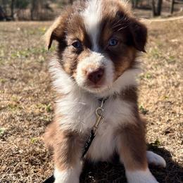 Randy - Red tri-color male Australian Shepherd puppy in Butler, Georgia from Aussies at Howling Hill Farm