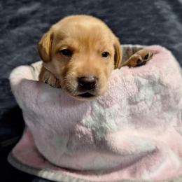 Yellow Collar Female - Yellow female Labrador Retriever puppy in Bemidji, Minnesota from Northern Star Elite Quality Labrador Retrievers
