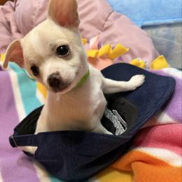 Gary - Cream and white male Chihuahua puppy in Amity, Pennsylvania from Rhoda and Verna