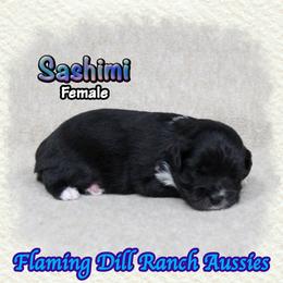 Sashimi - Black tri female Toy Australian Shepherd puppy in Forestburg, Texas from Flaming Dill Ranch Aussies